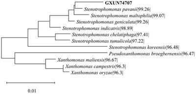 Isolation and characterization of Stenotrophomonas pavanii GXUN74707 with efficient flocculation performance and application in wastewater treatment